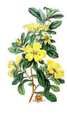 Bitki çizimi. Eski resim