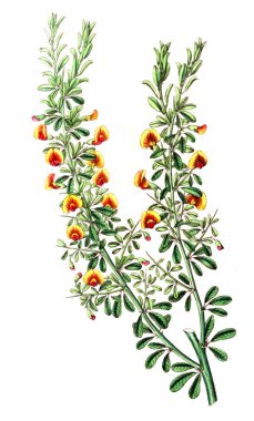 Bitki çizimi. Eski resim