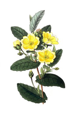 Bitki çizimi. Eski resim