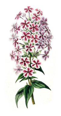 Bitki çizimi. Eski resim