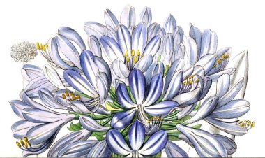 Bitki çizimi. Eski resim