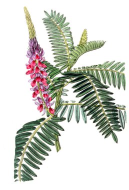 Bitki çizimi. Eski resim