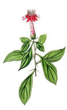 Bitki çizimi. Eski resim