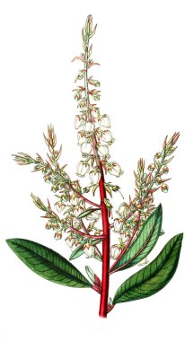 Bitki çizimi. Eski resim