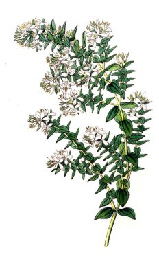 Bitki çizimi. Eski resim