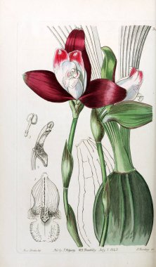 Bitki çizimi. Eski resim