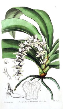 Bitki çizimi. Eski resim