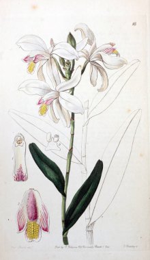 Bitki çizimi. Eski resim