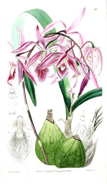 Bitki çizimi. Eski resim