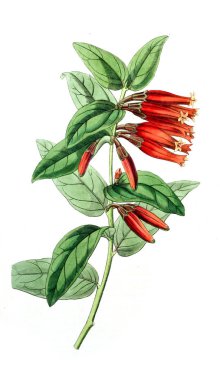 Bitki çizimi. Eski resim