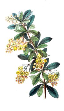 Bitki çizimi. Eski resim