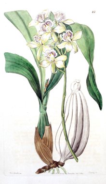 Bitki çizimi. Eski resim