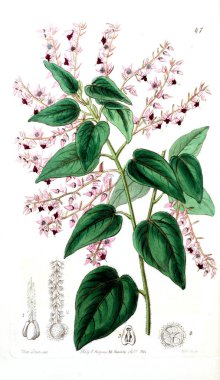 Bitki çizimi. Eski resim