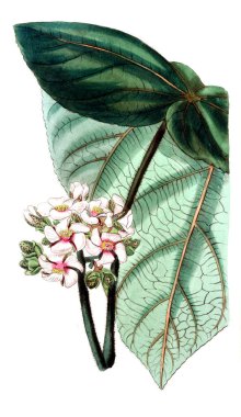 Bitki çizimi. Eski resim