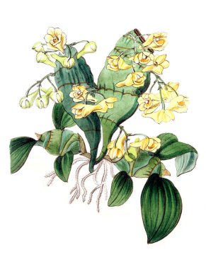 Bitki çizimi. Eski resim