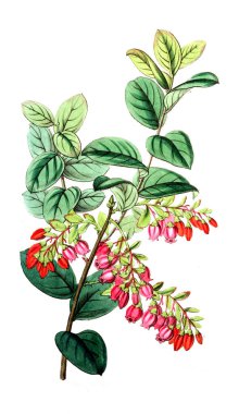 Bitki çizimi. Eski resim