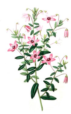 Bitki çizimi. Eski resim