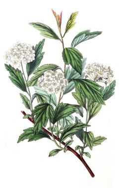 Bitki çizimi. Eski resim