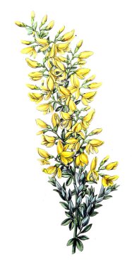 Bitki çizimi. Eski resim