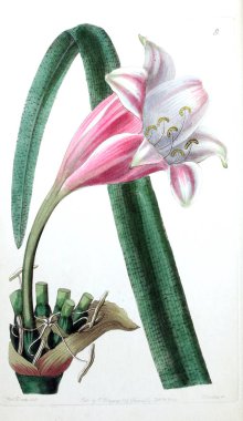 Bitki çizimi. Eski resim