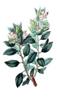 Bitki çizimi. Eski resim