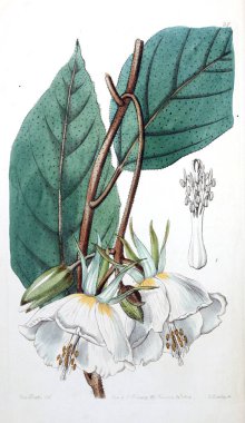 Bitki çizimi. Eski resim