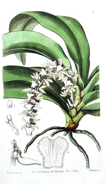 Bitki çizimi. Eski resim