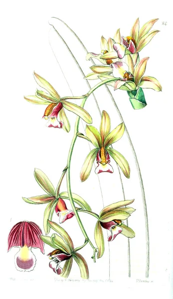 Bitki çizimi. Eski resim