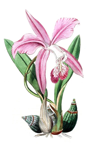 Bitki çizimi. Eski resim