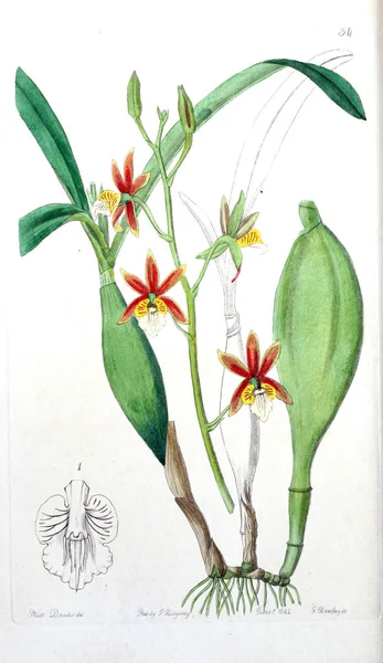 Bitki çizimi. Eski resim