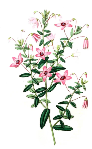 Bitki çizimi. Eski resim