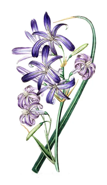 Bitki çizimi. Eski resim