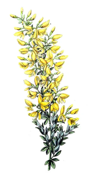 Bitki çizimi. Eski resim