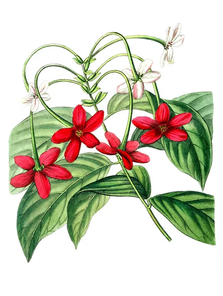 Bitki çizimi. Eski resim