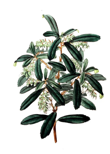 Bitki çizimi. Eski resim