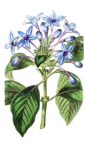 Bitki çizimi. Eski resim