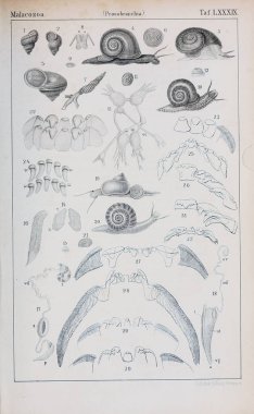 hayvan Illustration. Eski resim