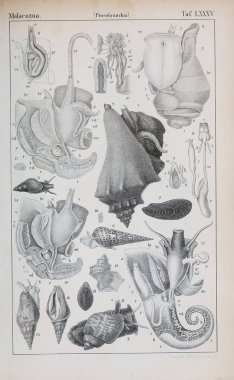 hayvan Illustration. Eski resim