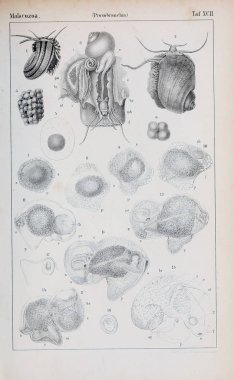 hayvan Illustration. Eski resim