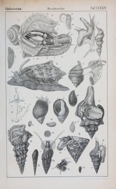 hayvan Illustration. Eski resim