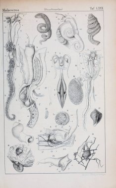 hayvan Illustration. Eski resim