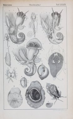 hayvan Illustration. Eski resim