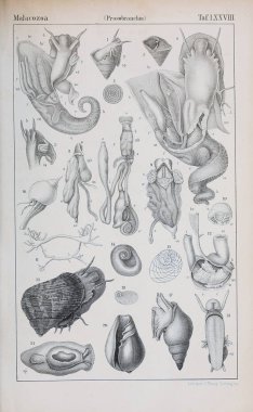 hayvan Illustration. Eski resim