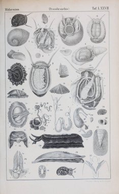 hayvan Illustration. Eski resim