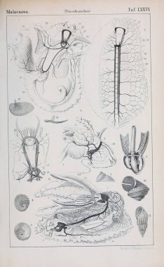 hayvan Illustration. Eski resim