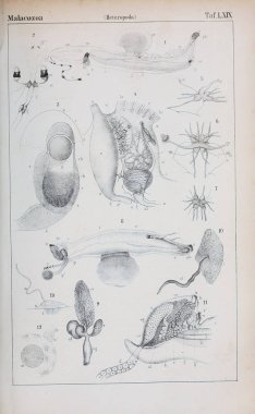 hayvan Illustration. Eski resim