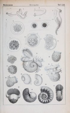 hayvan Illustration. Eski resim