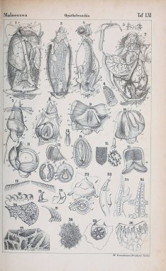 hayvan Illustration. Eski resim