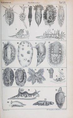 hayvan Illustration. Eski resim