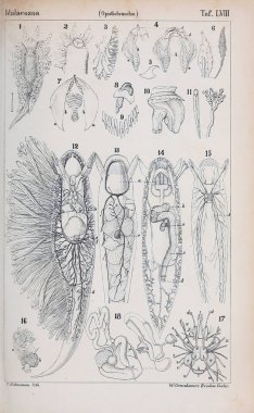 hayvan Illustration. Eski resim